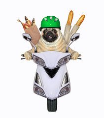 Wall Mural - A pug dog in a green motorcycle helmet with paper bags of food is riding a white moped. White background. Isolated.