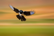 Flying Magpie (Pica Pica). Nature Background.
