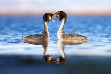 Couple birds. Colorful nature background. Bird: Great Crested Grebe. Podiceps cristatus.