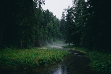 Wall Mural - Mysterious green forest during rain with small river and fog. Moody landscape image.