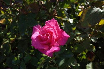 Pink Flower of Rose 'Home Sweet Home' in Full Bloom
