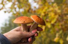 Two White Mushrooms In A Girl's Hand On A Yellow Forest Background