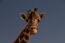 Portrait Of Giraffe