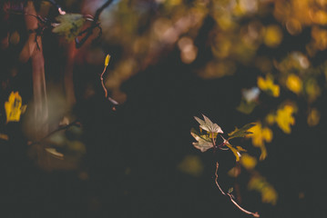 Wall Mural - Autumn leaves on the sun. Fall blurred background.