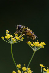 HOVERFLY ON FLOWER