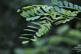Fototapeta  - green acacia leaves in summer