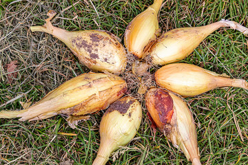 Yellow onions are on green grass. Summer or autumn harvest concept.