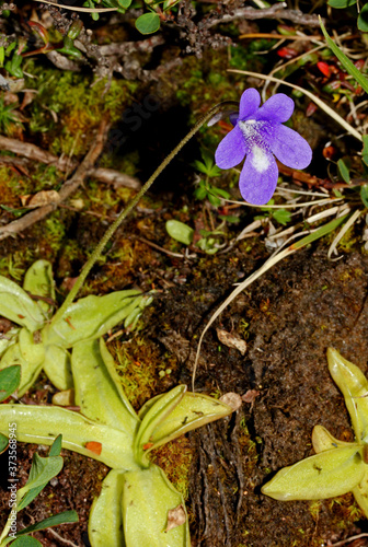 Cuadros en Lienzo piccola pianta carnivora (Pinguicula vulgaris)