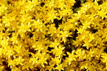 Beautiful Small Yellow Wildflowers Acrid Stonecrop.