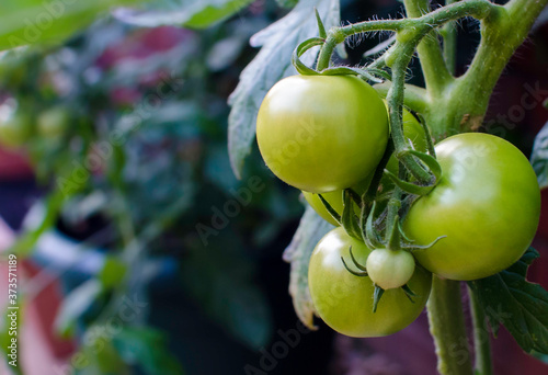 Fotografía Green Organic Tomatoes Hanging From Vine