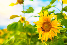 Field Of Blooming Sunflowers With Bee, Bumblebee On Background Sunset And Clouds. Copy Space, Place For Text