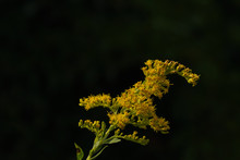 Brilliant Yellow Goldenrod Wildflowers Against A Dark Background.