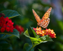 Gulf Fritillary Butterfly Feeding On Lantana In Louisiana Summer Garden
