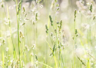 green grass background