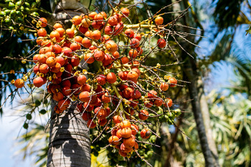 Wall Mural - betel nut palm