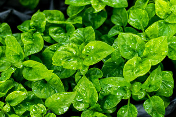 Wall Mural - Fresh green Brazilian spinach plant