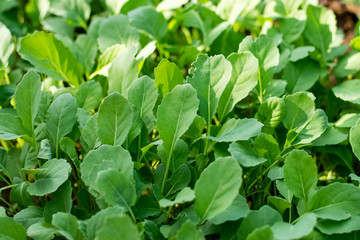 Wall Mural - Chinese kale vegetable