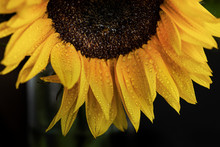 Close Up Of Sunflower 
