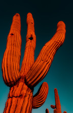 Saguaro Cactus In Desert Glows Red And Orange As Sunsets.