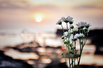white daisy flowers blossom on blurry sunset sunrise light background. with copy space for your text