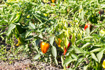 Background of plantation of maturing red bell pepper ripening in summer Sunny day