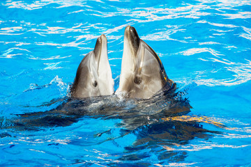 Glad beautiful dolphin smiling in a blue swimming pool water on a clear sunny day