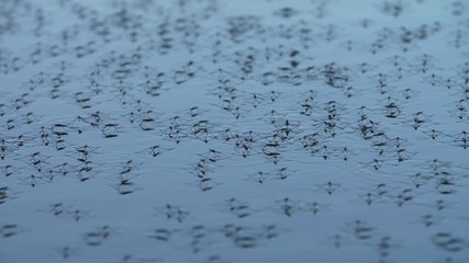 pond skimmer on the water surface