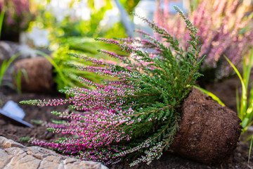 Wall Mural - Heathers seedlings for planting in the garden.