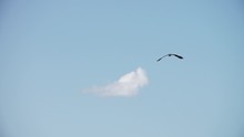 Bird Flies Against The Blue Sky, Heron