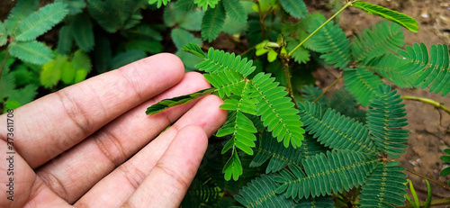 Cuadros en Lienzo Shy plant , mimosa pudica , sensitive plant.