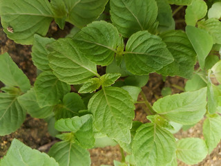 Perilla seedlings grown by sowing seeds in rural areas.