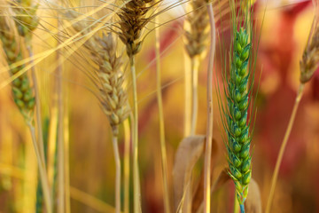 Wheat field. Ears of golden wheat close up