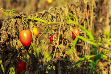 Wall Mural - Fresh red tomatoes on plant in farm