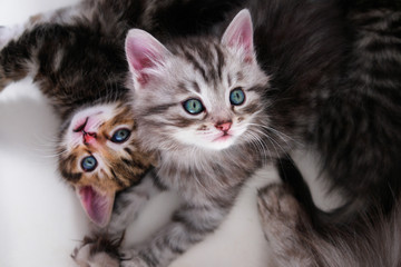 Wall Mural - adorable kittens play in white background