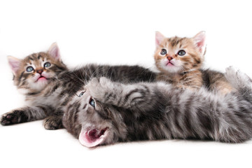 Wall Mural - adorable kittens play in white background