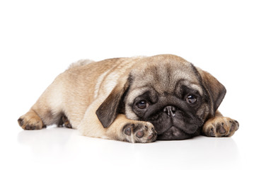 Canvas Print - Sad Pug puppy resting on a white background