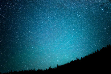 Wall Mural - night starry sky against the background of the fir forest.
