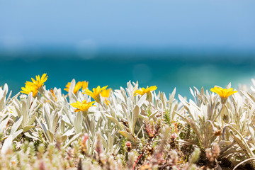 Bright Yellow coastal flowers on the shoreline of False Bay, Cape Town