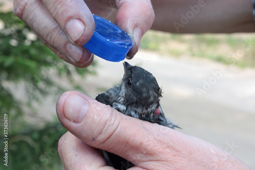 A village woman tries to help a wounded bird and gives it water