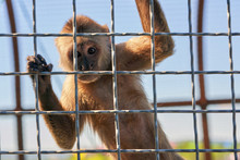 The Monkey Is Holding Onto The Metal Bars And Looking At The Camera.