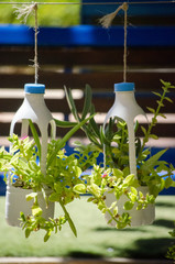 Wall Mural - vertical shot of greenery in flower pots made of plastic bottles - a concept of zero-waste