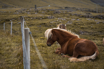 Poster - Beautiful brown horse on a pasture