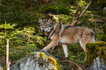 Poster - gray wolf (canis lupus) he can be seen for a while before hiding