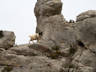 Wall Mural - mountain goat on rocks in sardinia