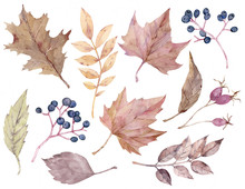 Fall Leaves And Berries. Autumn Watercolor Clipart. Hand-drawn Botanical Illustration.