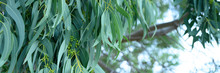Eucalyptus Leaves. Branch Eucalyptus Tree Nature Outdoor Background. Banner