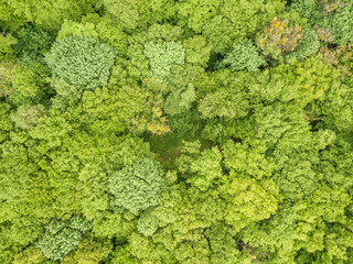  Green tops of mixed forest trees in late spring. Sunny clear day. Aerial drone top view.