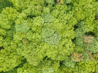  Green tops of mixed forest trees in late spring. Sunny clear day. Aerial drone top view.