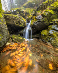 Poster - Small forest stream with autumn leaves