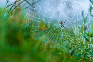 Spider web covered with dewdrops and surrounded by green grass during a cool morning in which the black and yellow striped colored spider waits for its prey in the middle of the trap. Copy space. 